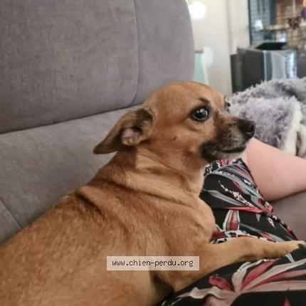 Photo 1/1 Chien retrouvé Perdu à Gray