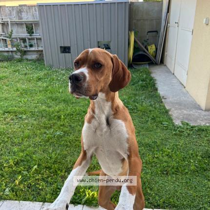 Photo 2/2 Chien retrouvé Perdu à Lamarque