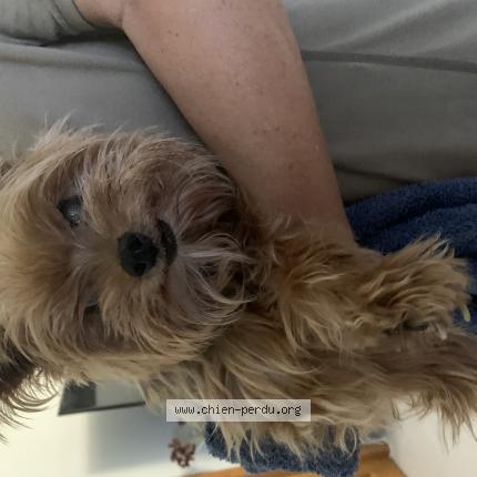 Photo 1/1 Chien retrouvé Trouvé à Cergy