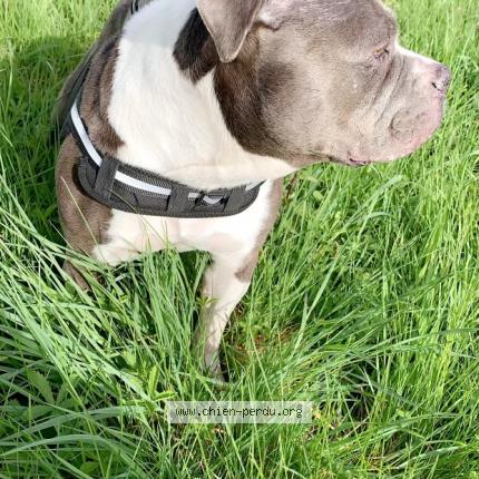 Photo de chien perdu à Rouen