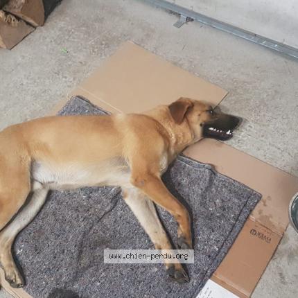 Photo 1/1 Chien retrouvé Trouvé à Chabons