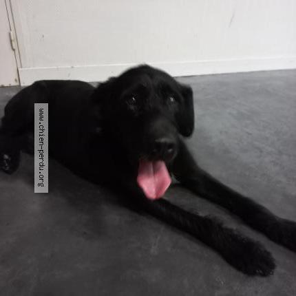 Photo 1/1 Chien retrouvé Trouvé à St hilaire de la cote