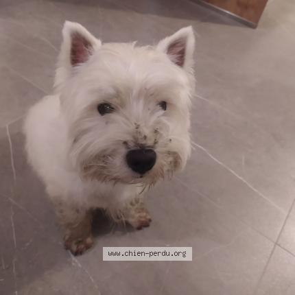 Photo 1/1 Chien retrouvé Trouvé à Basset