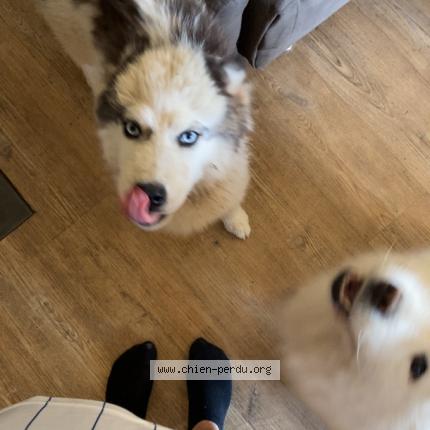 Photo 1/1 Chien retrouvé Perdu à Lapleau