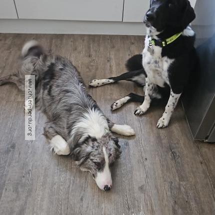 Photo 1/1 Chien retrouvé Perdu à Pamiers