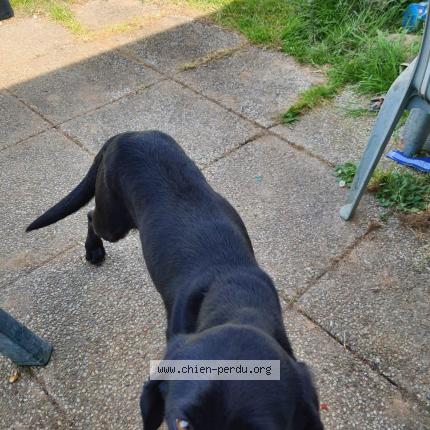 Photo 1/1 Chien retrouvé Perdu à La chapelle themer