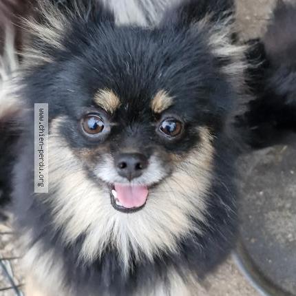 Photo 1/1 Chien retrouvé Perdu à Clermont l herault