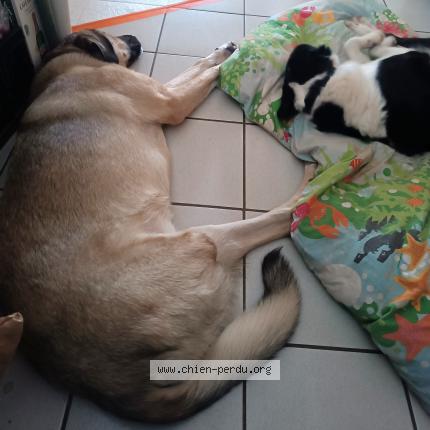 Photo 1/1 Chien retrouvé Perdu à Val d oust