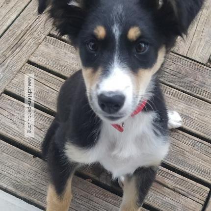 Photo 1/1 Chien retrouvé Perdu à Cordes sur ciel