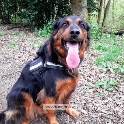 Photo 1/1 Chien retrouvé Perdu à La plaine sur mer