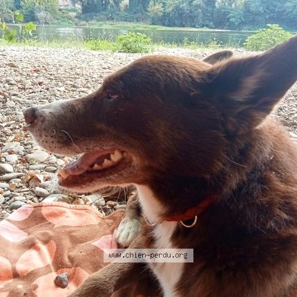 Photo 1/1 Chien retrouvé Perdu à Agen