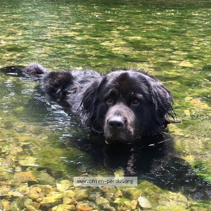 Photo de chien perdu à Callian