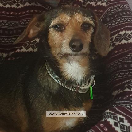 Photo de chien perdu à Varennes Vauzelles