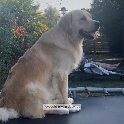 Photo 1/1 Chien retrouvé Perdu à Mache