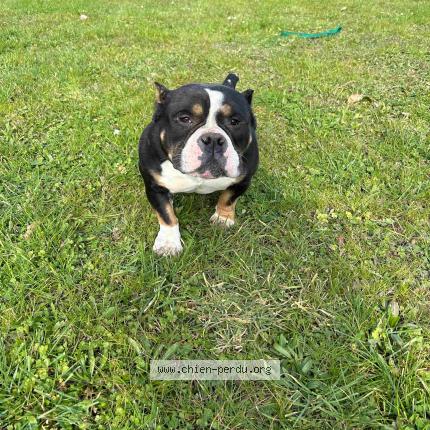 Photo 2/2 Chien retrouvé Perdu à Marcoussis