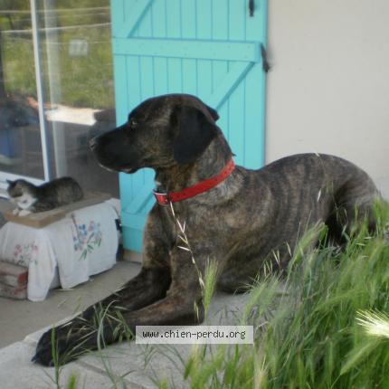 Photo de chien perdu à Villeneuve Sur Lot