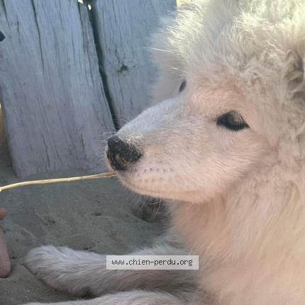 Photo 1/2 Chien retrouvé Perdu à Le mans