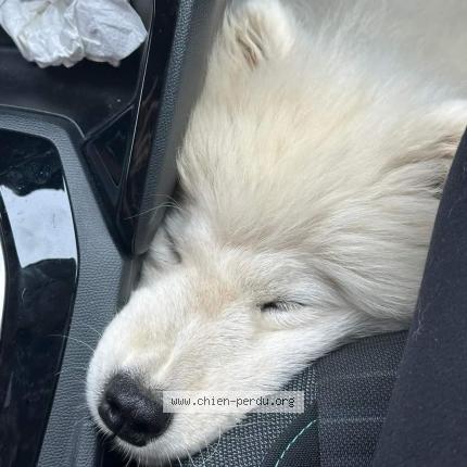 Photo 2/2 Chien retrouvé Perdu à Le mans