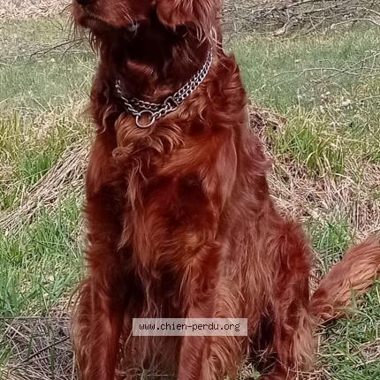 Photo 1/1 Chien retrouvé Perdu à Bussieres