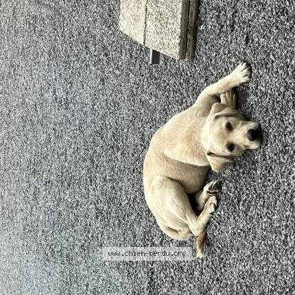 Photo 1/1 Chien retrouvé Trouvé à Peaule