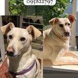 Photo de chien retrouvé à Montevideo