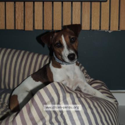 Photo de chien perdu à Ste Anastasie Sur Issole