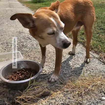 Photo 1/1 Chien retrouvé Trouvé à Civrac de blaye