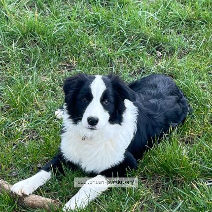 Photo 1/1 Chien retrouvé Perdu à Clans