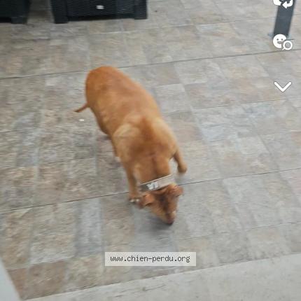 Photo 1/1 Chien retrouvé Perdu à 60660 st vaast les mello