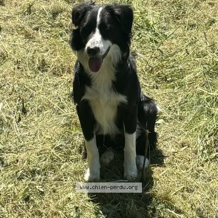 Photo de chien perdu à La Londe Les Maures