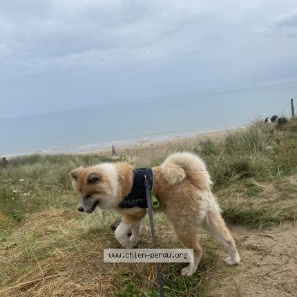 Photo 1/1 Chien retrouvé Perdu à Commer