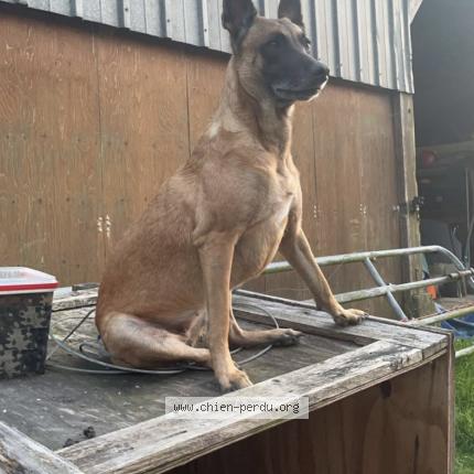 Photo 1/1 Chien retrouvé Perdu à Commer