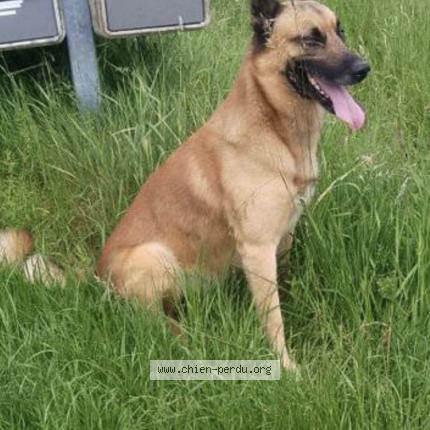 Photo 1/1 Chien retrouvé Perdu à Biffontaine