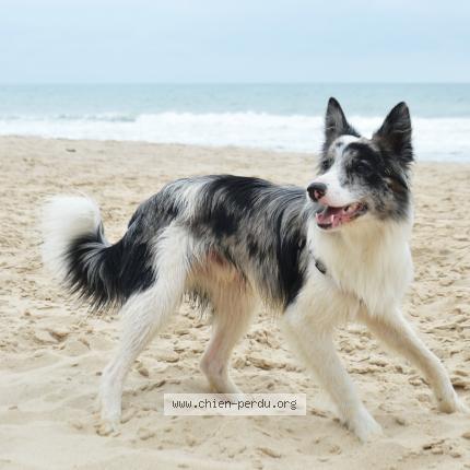 Photo 1/1 Chien retrouvé Perdu à Lahas