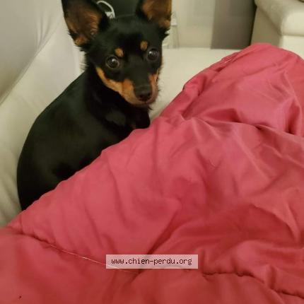 Photo 1/1 Chien retrouvé Perdu à Coulommiers