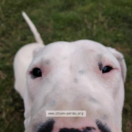 Photo 1/1 Chien retrouvé Perdu à Bareilles