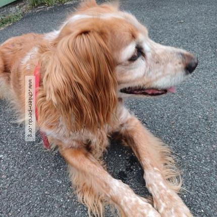 Photo 1/1 Chien retrouvé Trouvé à Saint aubin de medoc