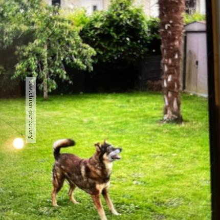 Photo de chien perdu à Grossoeuvre