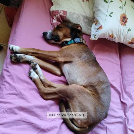 Photo de chien trouvé à Macanet Cabrenys