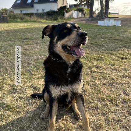 Photo 1/1 Chien retrouvé Trouvé à Paimpol