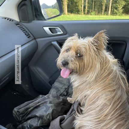 Photo 1/1 Chien retrouvé Trouvé à Saint Michel Sur Meurthe