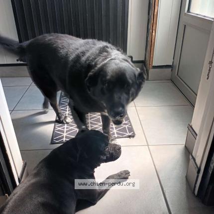 Photo 1/1 Chien retrouvé Perdu à La rochelle