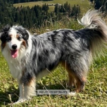 Photo 1/3 Chien retrouvé Perdu à Porticcio