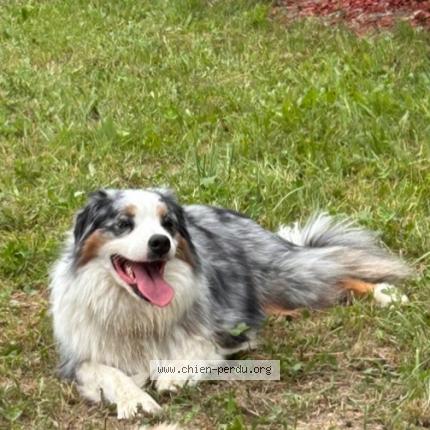 Photo 2/3 Chien retrouvé Perdu à Porticcio