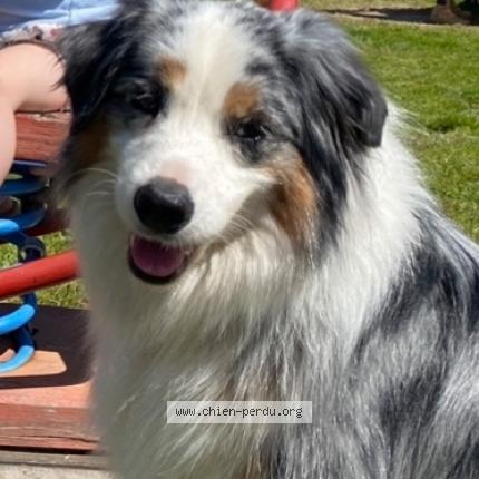 Photo 3/3 Chien retrouvé Perdu à Porticcio