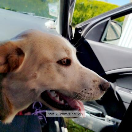 Photo 1/1 Chien retrouvé Perdu à St gerand