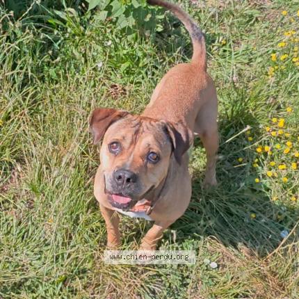 Photo 1/2 Chien retrouvé Perdu à Bordeaux