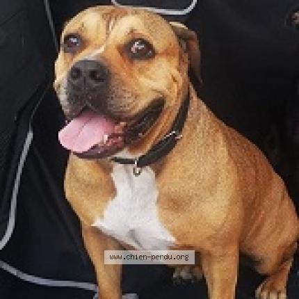 Photo 2/2 Chien retrouvé Perdu à Bordeaux