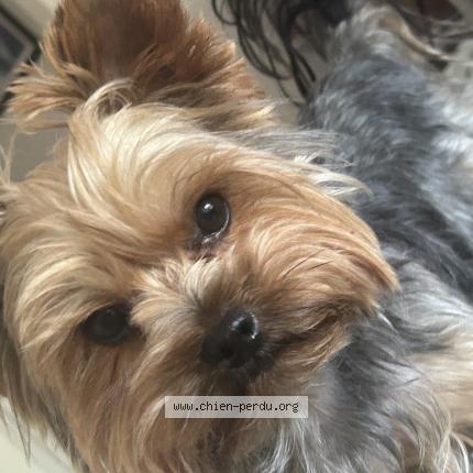 Photo 1/1 Chien retrouvé Perdu à Cannes