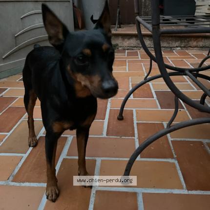 Photo de chien trouvé à Maureilhan